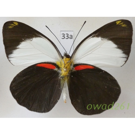Delias ornytion persephone Staudinger, 1895 Indonesia, PNG33a